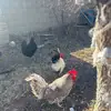 Adriel lujan - @adriel.lujan70 - TikTok