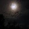 adriel ojeda - @adriel.ojeda1 - TikTok