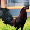 adriel vela - @adriel.vela5 - TikTok