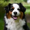 Adrien Bauer - @adrienbauer - TikTok
