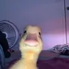 Adrienne Gaulton - @adrienne.gaulton - TikTok