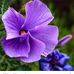 Adrienne Austin - Facebook