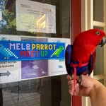 Adrienne Bennett - @melbourne_parrot_meetup - Instagram