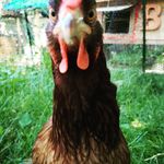 Adrienne Boyd - @adrienne_boyd80 - Instagram