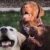 Adrienne Ovard Butcher - Facebook