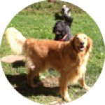 Adrienne Carson - @liveandlearndogs - Instagram