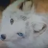 adriennesilverhawk - @adriennesilverhawk - TikTok