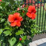 Adrienne Simonds - Facebook