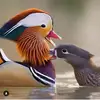 adrienneward929 - @adrienneward929 - TikTok