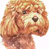Poodle  Hudson - @adrienneward2001 - TikTok