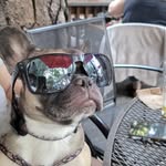 Adryan Gomez - @dodgerdoggs - Instagram