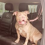 Ayesha Bailey - @kulture_bully - Instagram