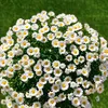 Afaf Abdullah - @afaf.abdullah492 - TikTok