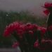 Afaf Adam - Facebook