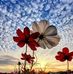 Afaf Aly - Facebook
