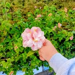 Afaf Hamed - @afafhamed3 - Instagram