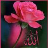 Afaf Hamed - @afaf.hamed38 - TikTok