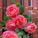 Afaf Sukkar - Facebook