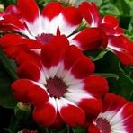 Afaq Rizvi - Facebook
