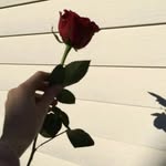 Afeefa Ashraf - @afeefa_ashraf_230 - Instagram