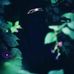Afeefa Ashraf - Facebook