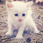 Aferdita Mucaj - @aferditamucaj95 - Instagram