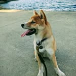 Affan Arain - @kenwoodlawdogs - Instagram