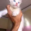 1234567 - @afifzahera - TikTok