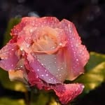 Afnan Anwar - @orakzai_305 - Instagram