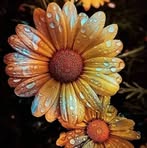 Afnan Saad - Facebook