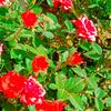 🌷afnan zebari,🌷 - @afnanzebari4491205772316 - TikTok