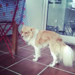 afonso - @afonsoribassousa - Instagram
