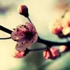 Afra Binte Rosa - @afra.binte.rosa - TikTok