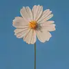 Afrah Siddig - @afrah.siddig - TikTok
