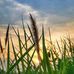 Afsar Alam - Facebook