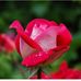 afsar Alam  - Facebook