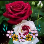 Afshan Malik - Facebook