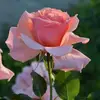 Afshan Malik - @afshan.malik583 - TikTok