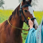 afsheen khalid - @afsh_ee_n - Instagram