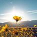 Afu Chang - Facebook