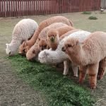 Mariusz Agata Alpaka Wrzos - @pie3sia - Instagram