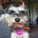 Agatha Charlotte Acosta Pérez - @lady_charlotte_the_dog - Instagram