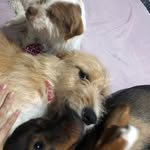 Diego Timão, Elena Agatha e Benjamin Buck - @timao_elena_benjamin - Instagram