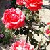 Agatha Benson - Facebook