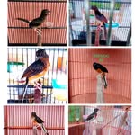 AgathaBirdFarm - @agathapradigdyo - Instagram