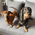 Agatha & Bruno 🐶🐾 - @theteckelroyals - Instagram