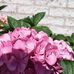 Agatha Ellis - Facebook