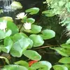 Agatha Foo - @agatha.foo7 - TikTok