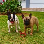 Agatha y Romeo Bulldog Francés - @agatha_romeo_bulldogfrances - Instagram