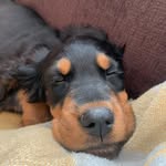 @agatha_the_gordon_setter - Instagram